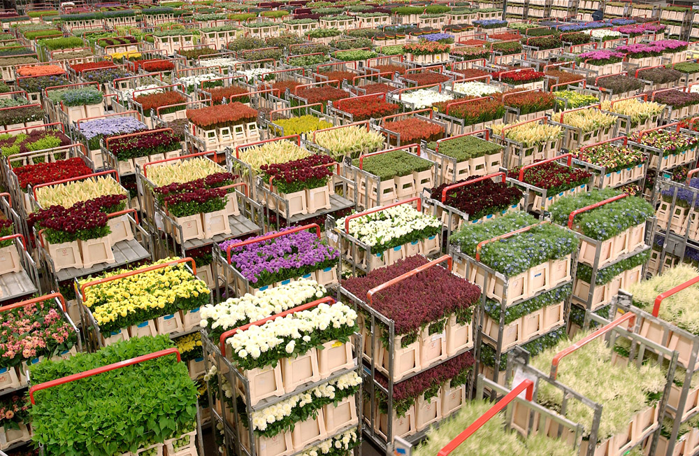 Цветы Эквадор Greenhouses